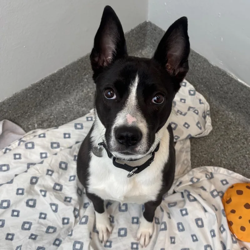 Porkchop thumbnail 4