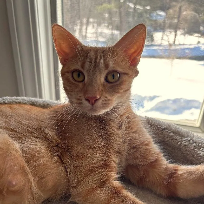 Joni Mitchell thumbnail 2