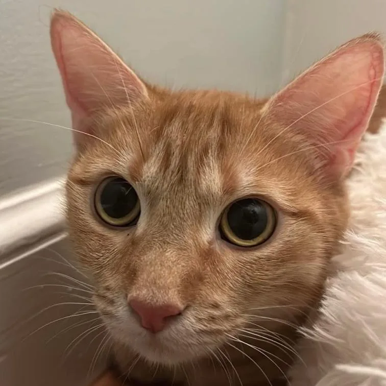 Joni Mitchell thumbnail 3