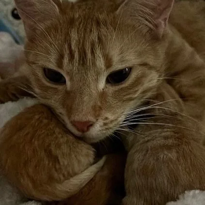 Joni Mitchell thumbnail 4