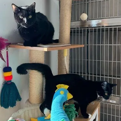 Midnight thumbnail 4