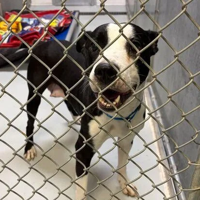 Lil' Bitty thumbnail 3