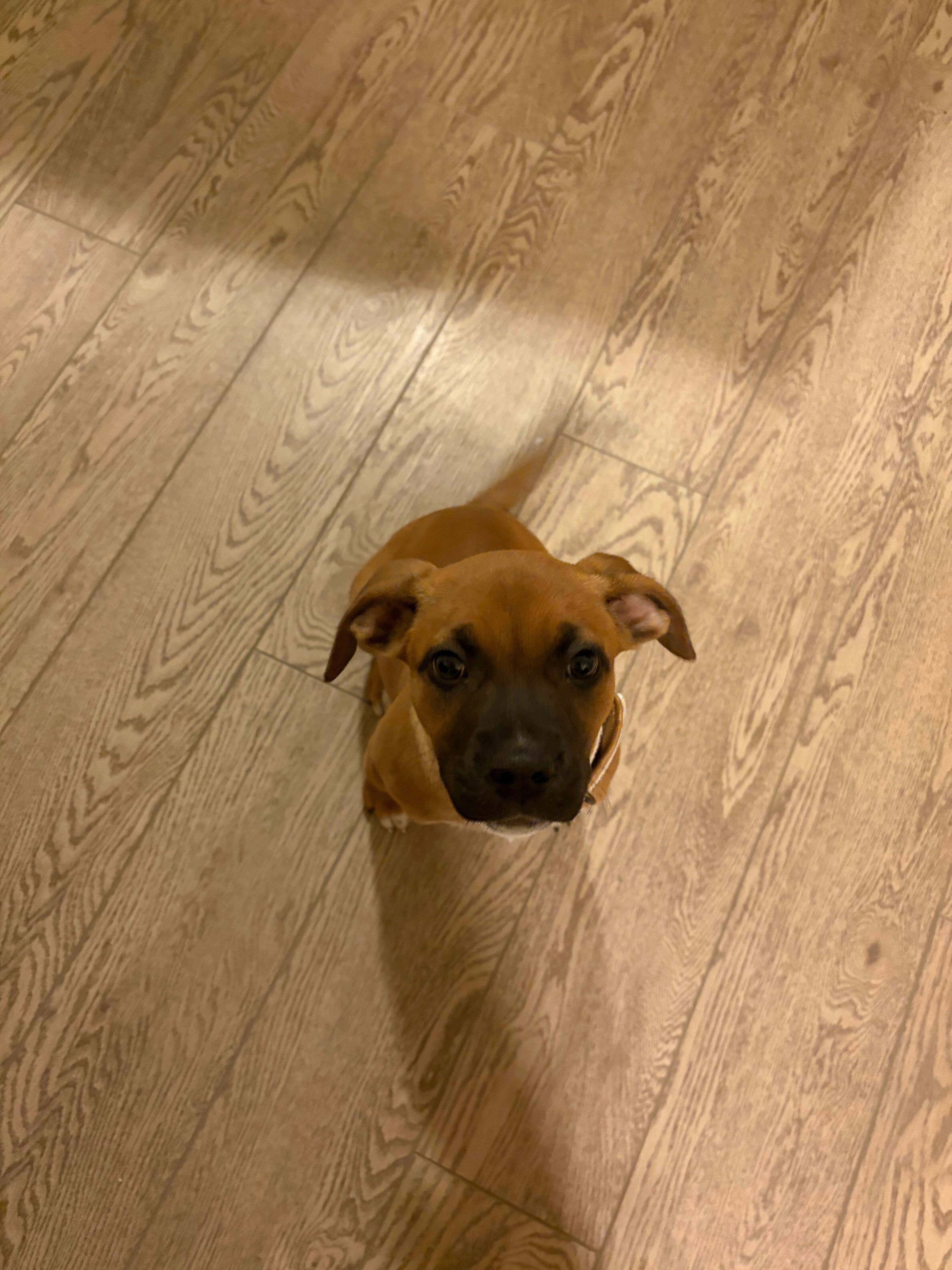 Lil' Bitty thumbnail 4