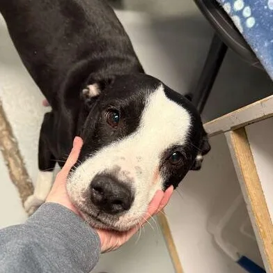 Lil' Bitty thumbnail 6