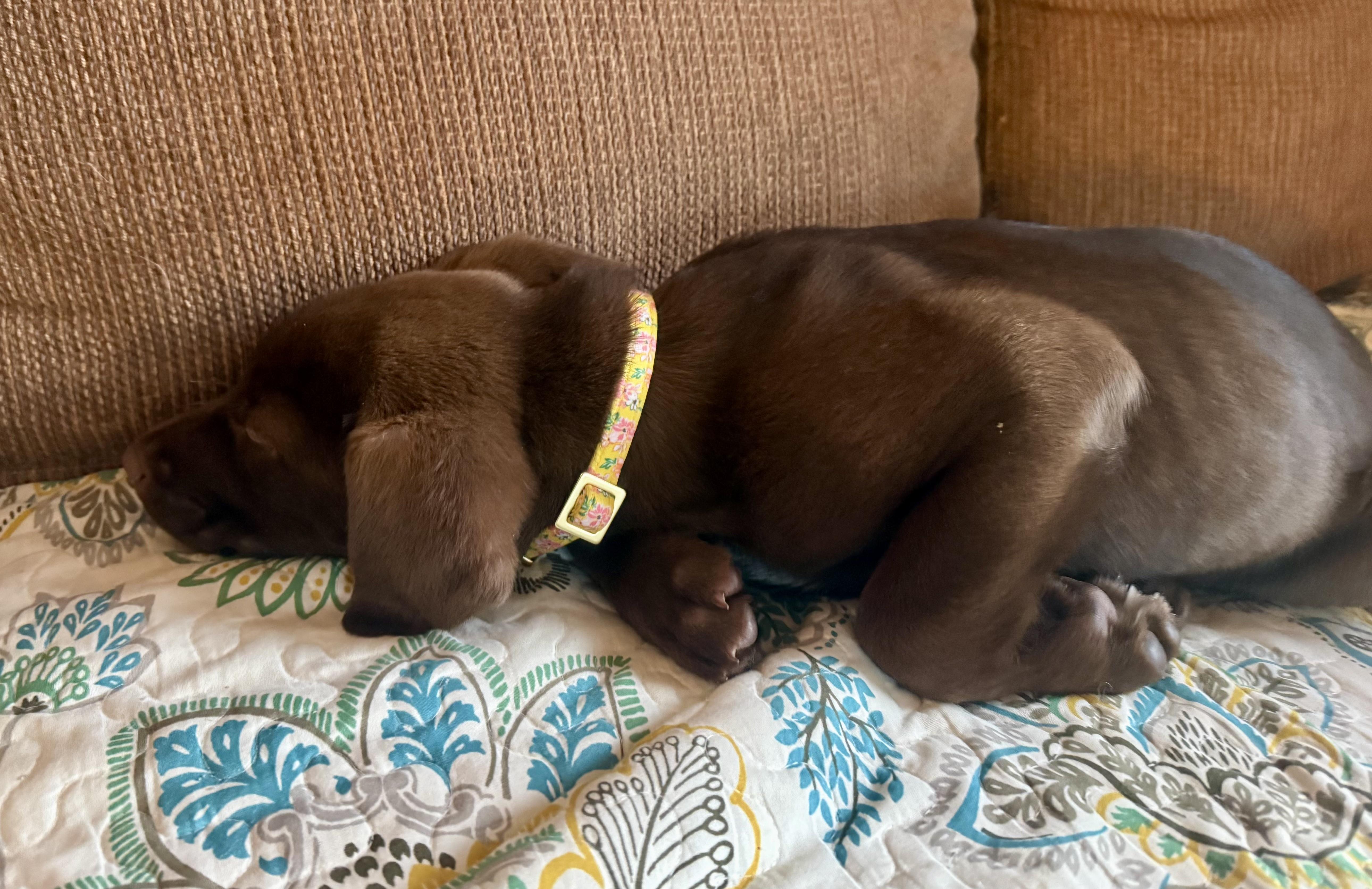 Cinder  Female C thumbnail 2