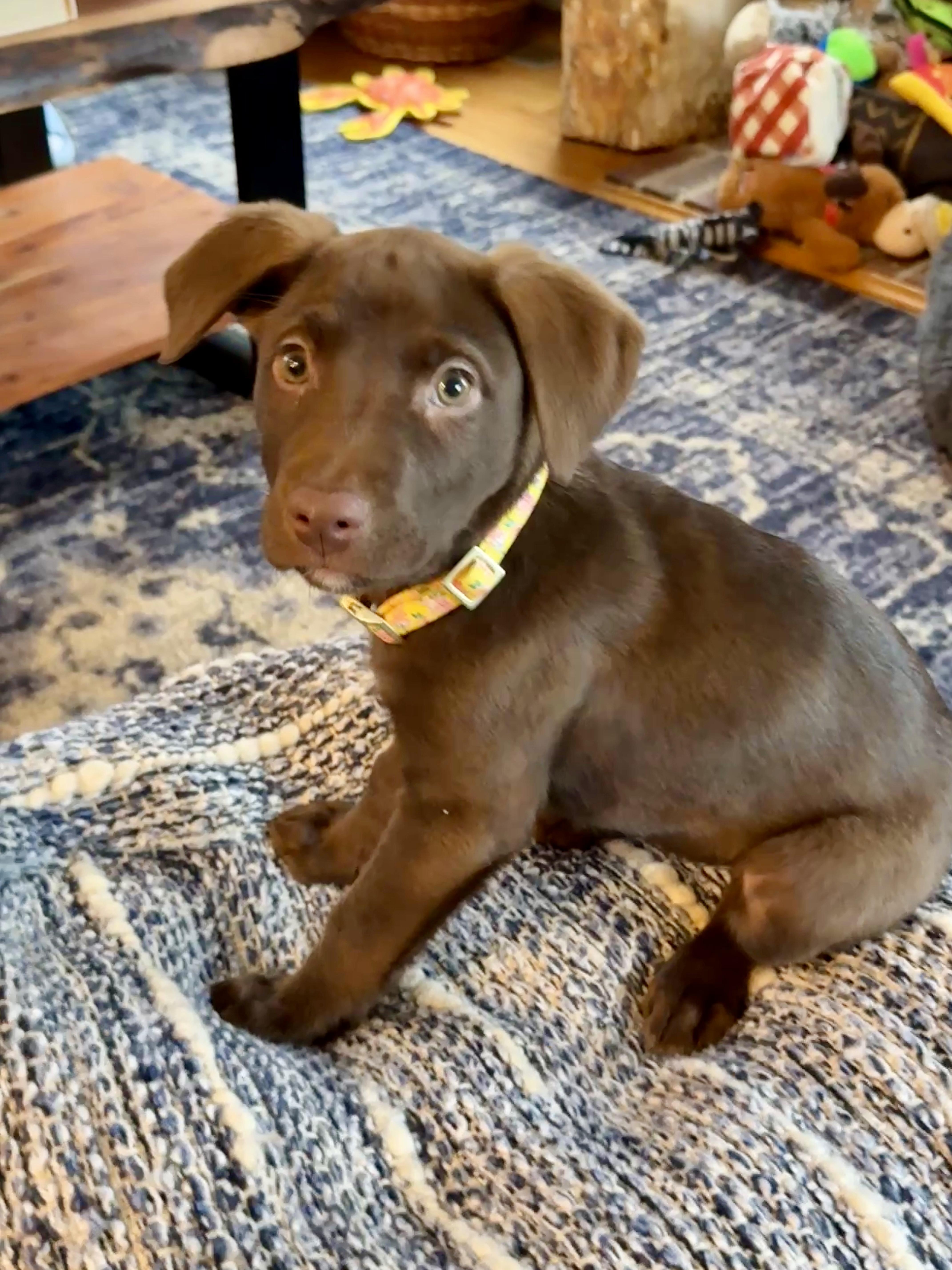 Cinder  Female C thumbnail 3