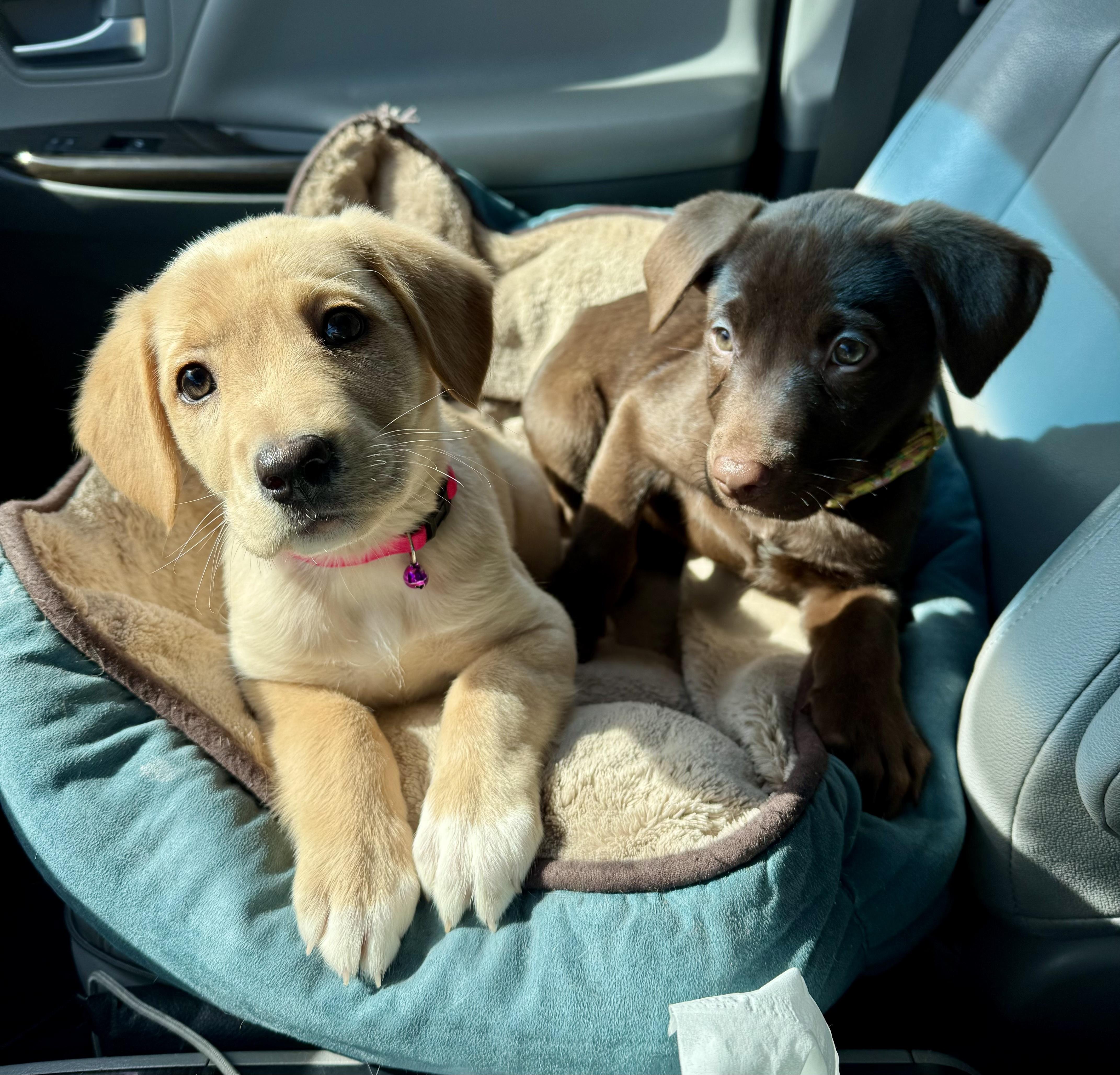 Cinder  Female C thumbnail 4