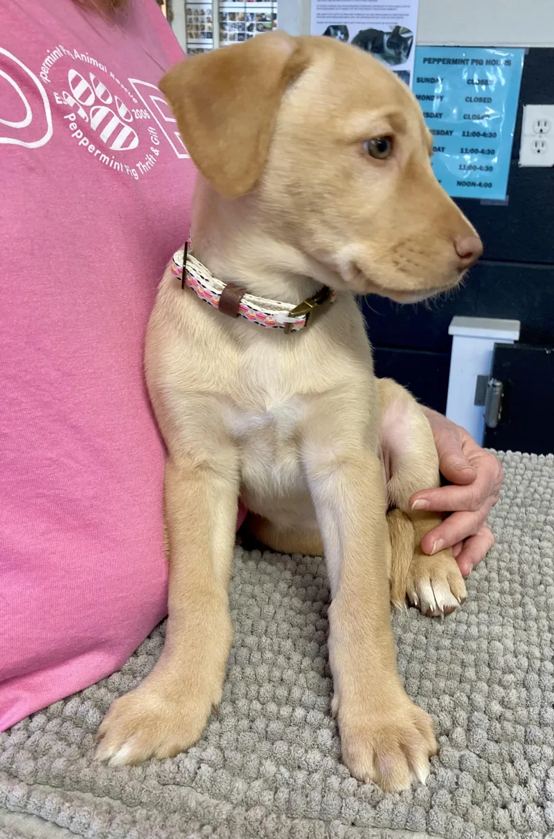 Caramel  Female C thumbnail 2