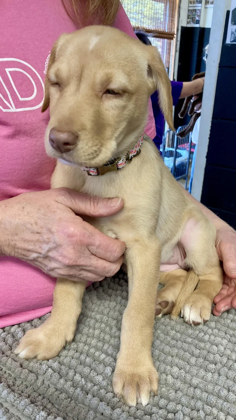 Caramel  Female C thumbnail 3