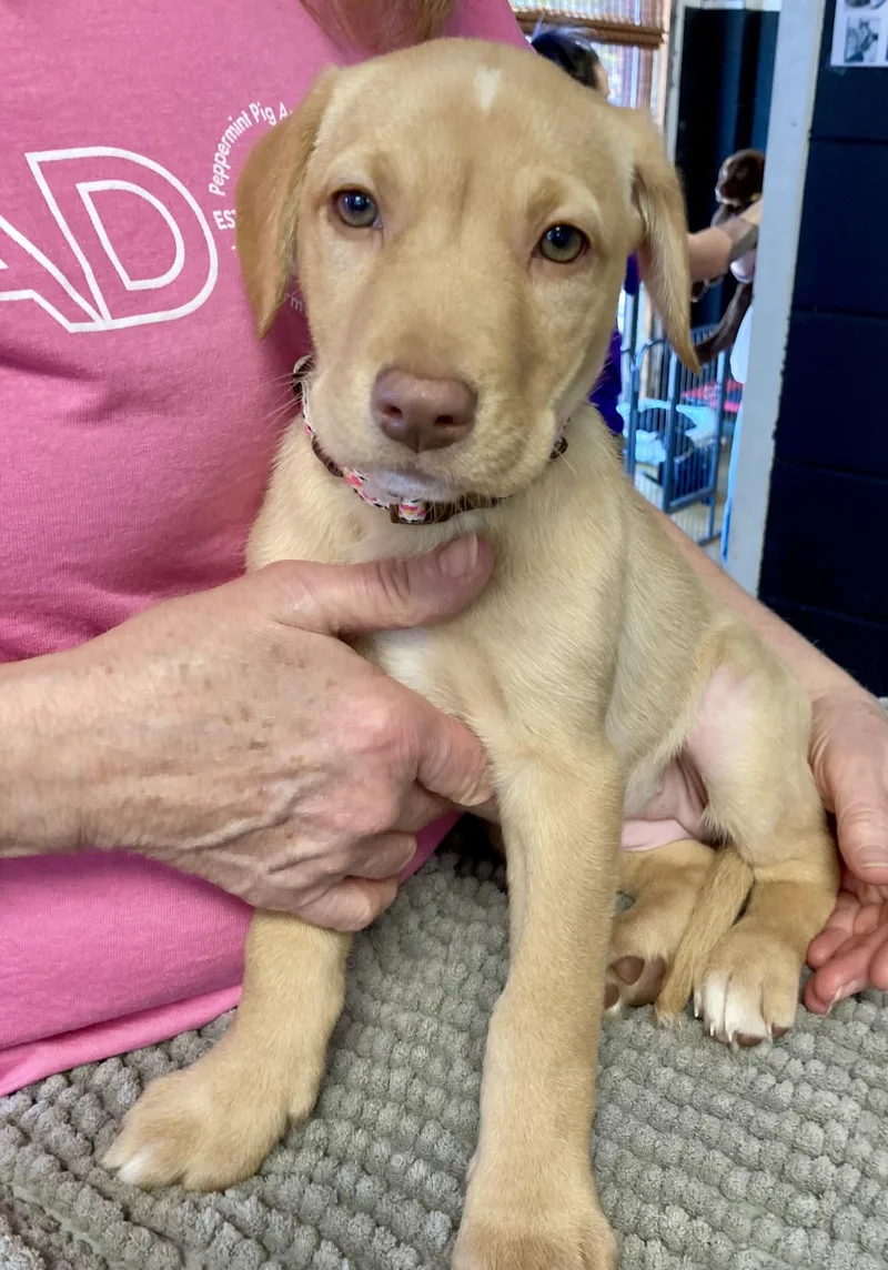 Caramel  Female C thumbnail 4