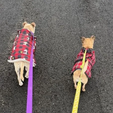 Sunflower thumbnail 3