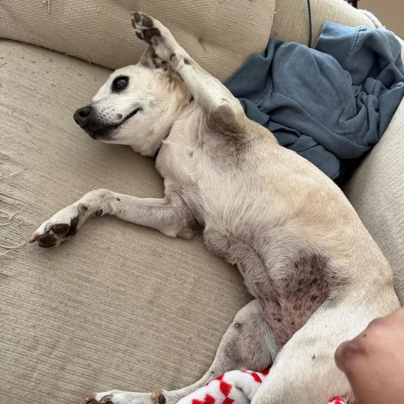 Sunflower thumbnail 4