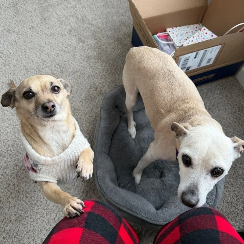 Sunflower thumbnail 5