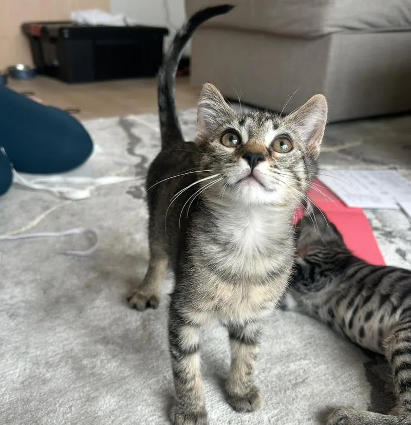 Chunky Soup Litter thumbnail 2