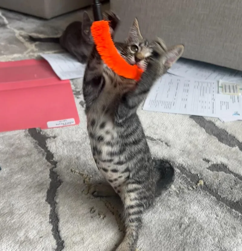 Chunky Soup Litter thumbnail 3