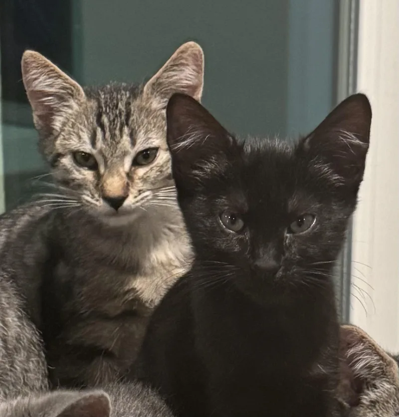 Chunky Soup Litter thumbnail 4