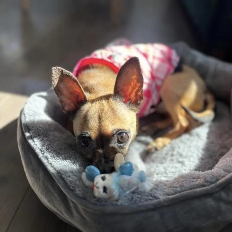 Lunar Moon thumbnail 6