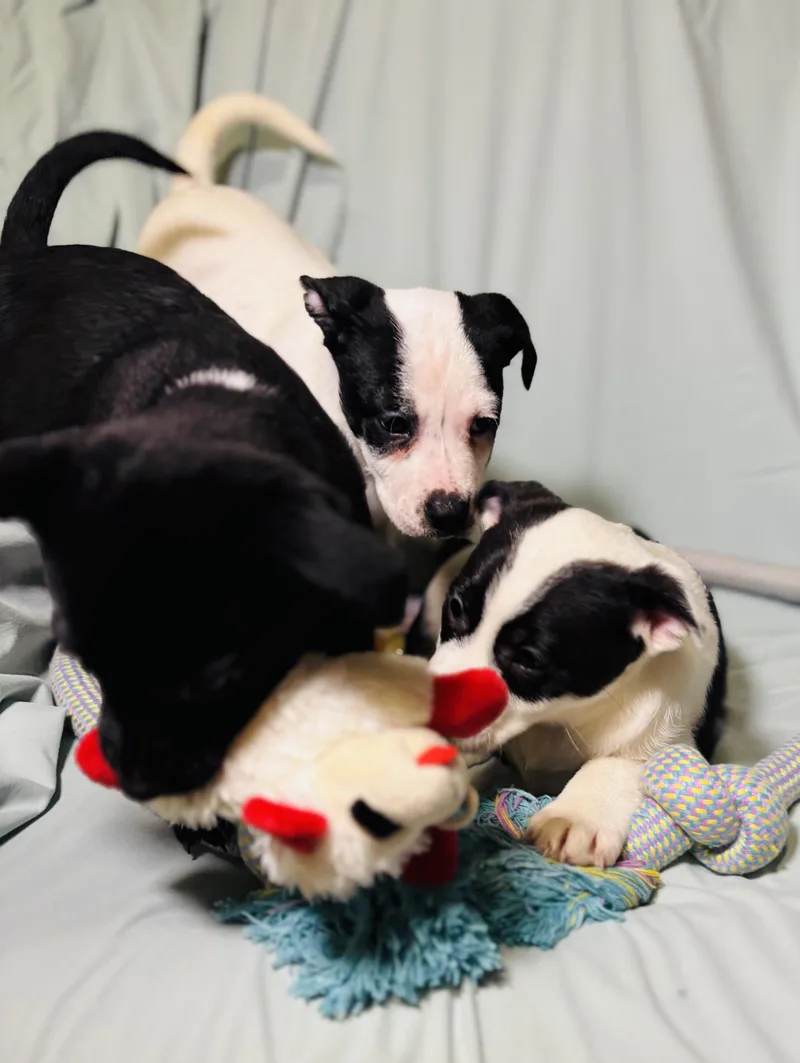 Googly Eyes thumbnail 2