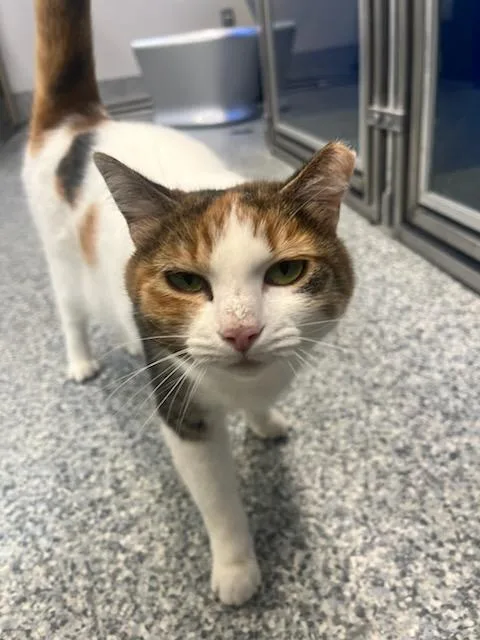An adult medium-sized female Calico Domestic Short Hair cat named Zena for adoption in Manassas, VA