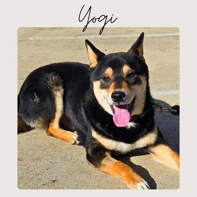 Yogi