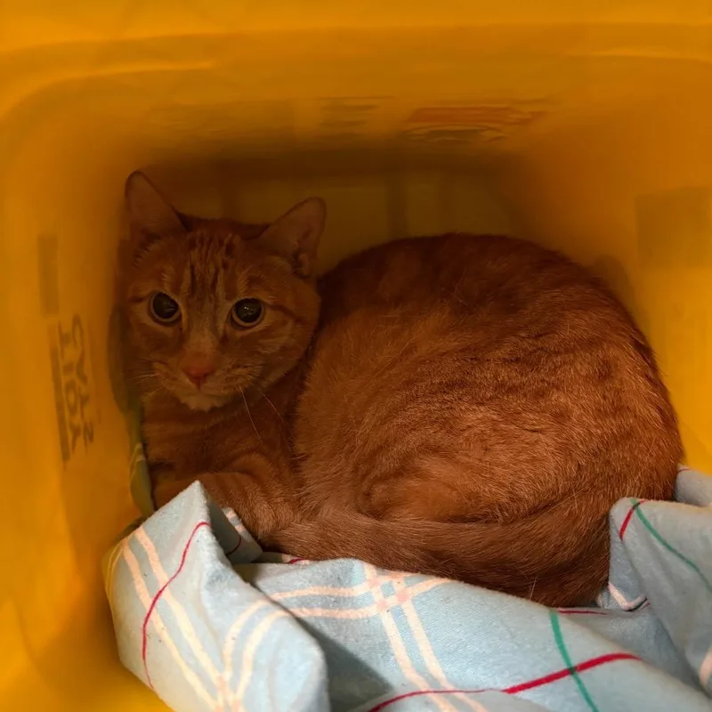 Superior thumbnail 2