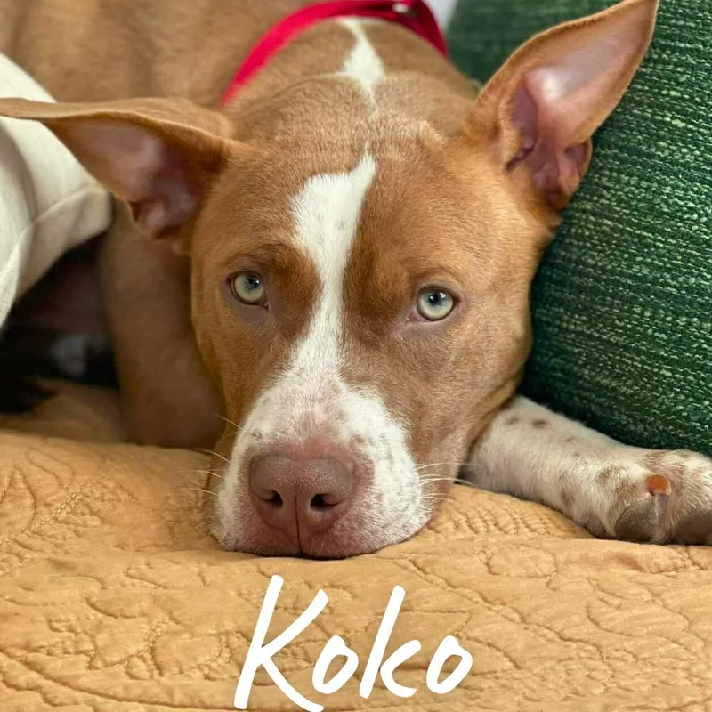 Koko