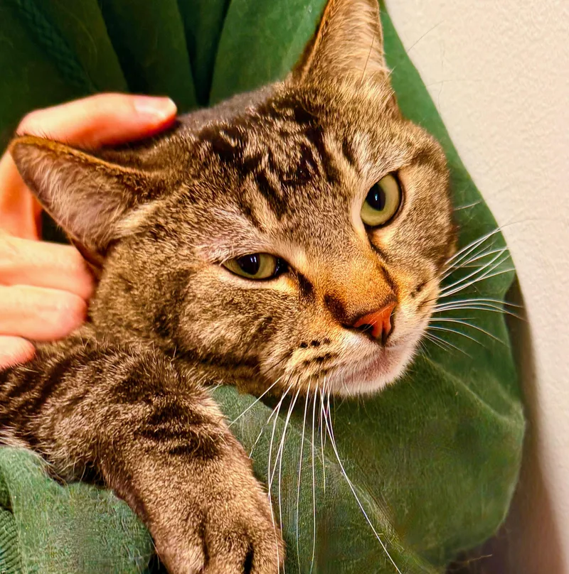 Corn Pops thumbnail 3