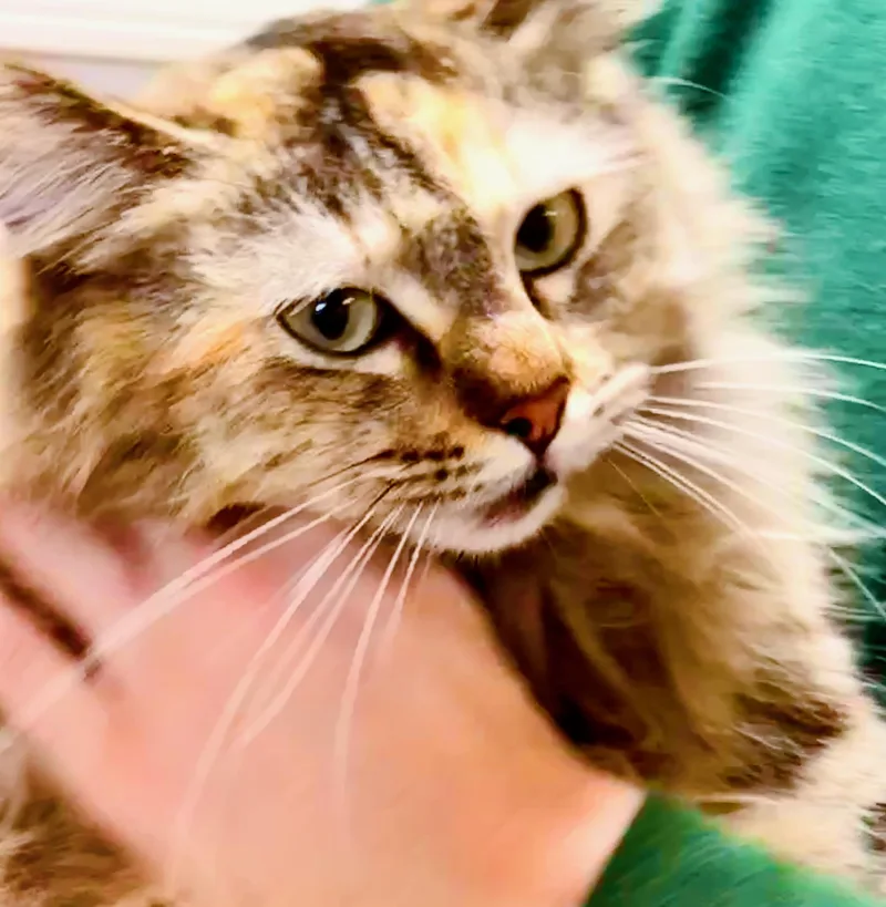 Crunch Berry thumbnail 2