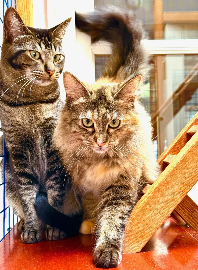 Crunch Berry thumbnail 3