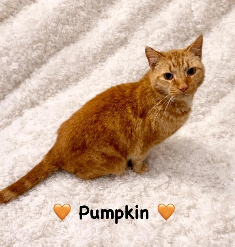 Pumpkin thumbnail 3