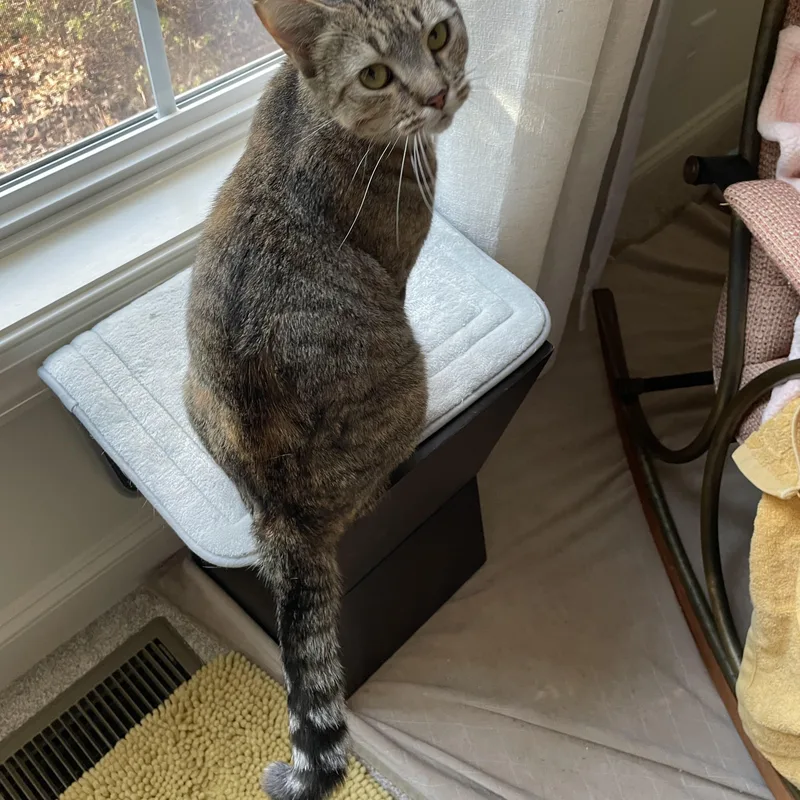 Sugar Mama thumbnail 3