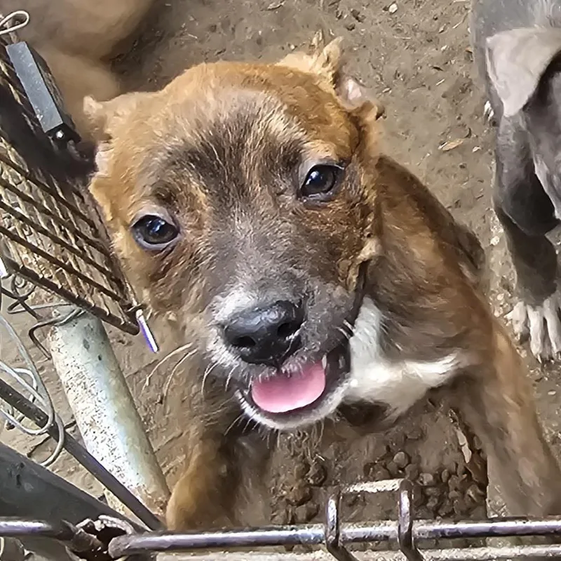 Tinkywinky "indi" thumbnail 2