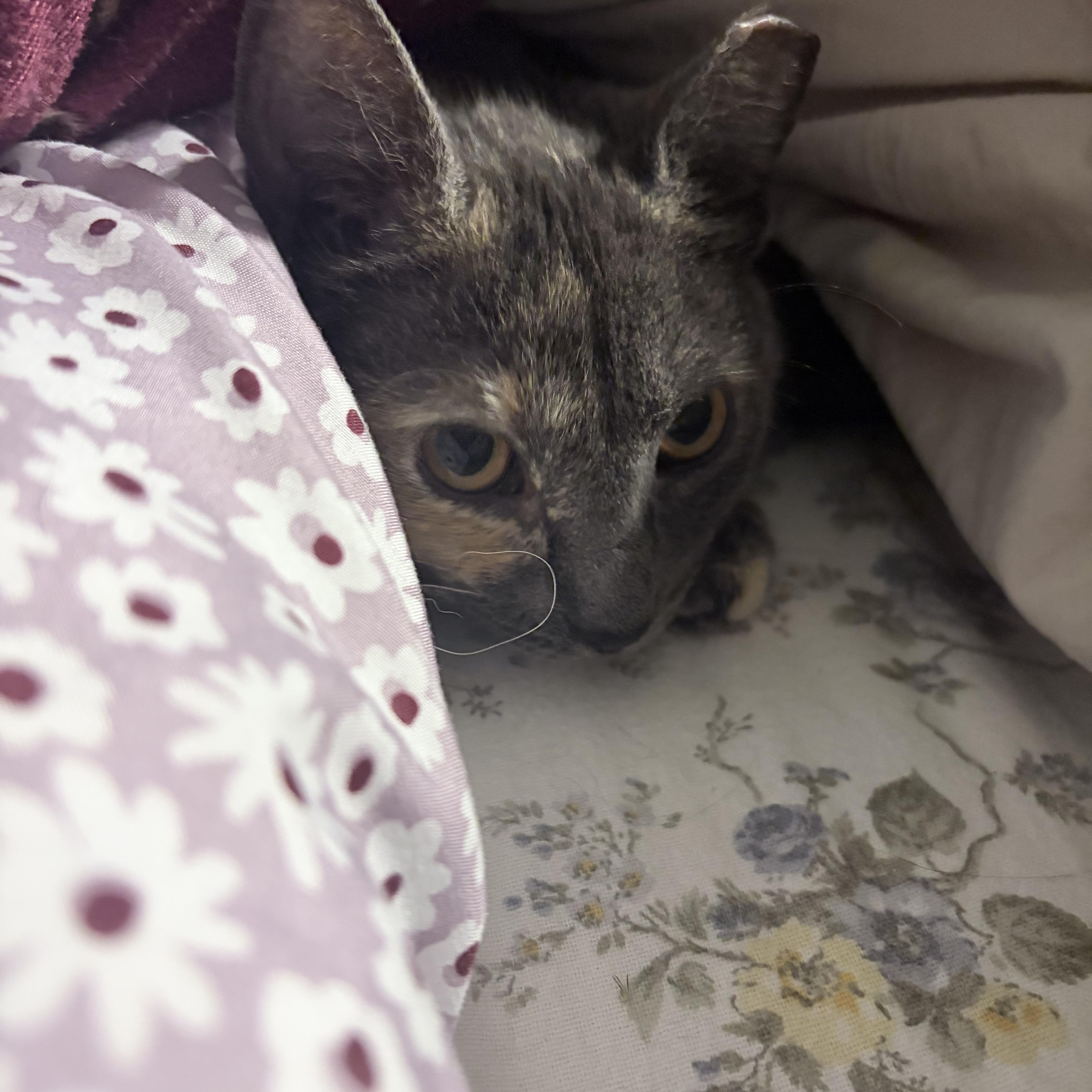 Stinkerbelle thumbnail 3