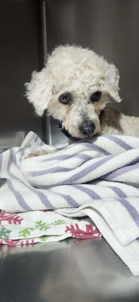 Mary Poppins $ Miniature thumbnail 2