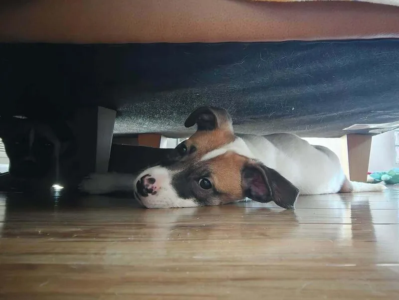 Rosemary thumbnail 2