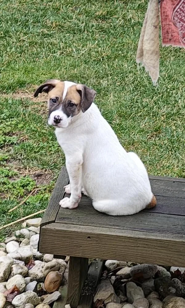 Rosemary thumbnail 3