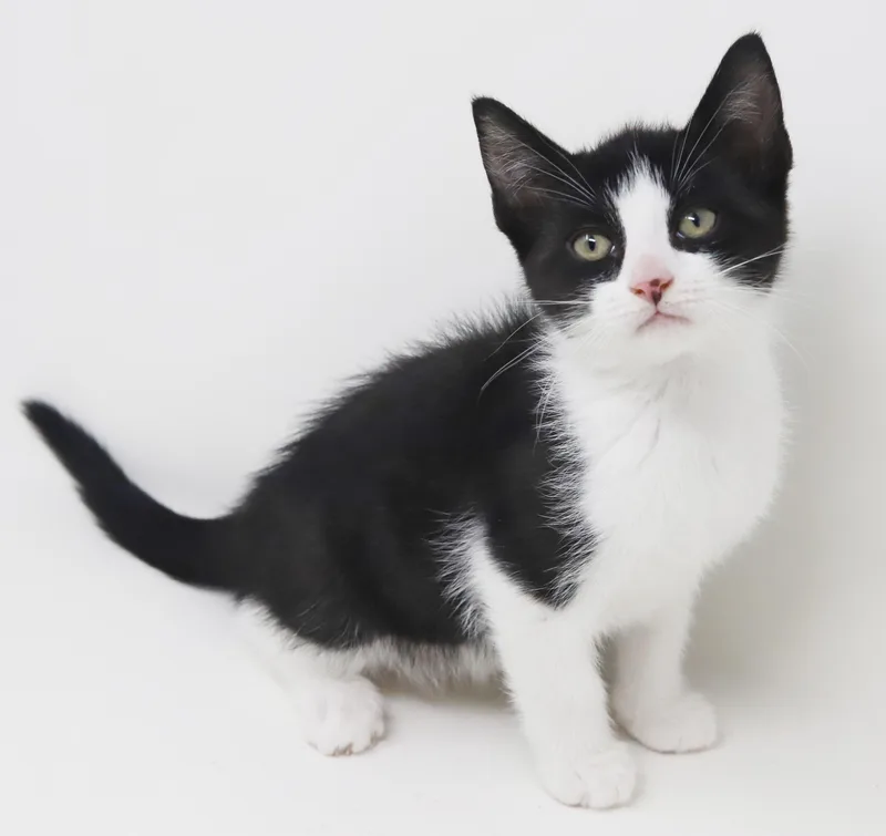 Eclair  She Is thumbnail 3