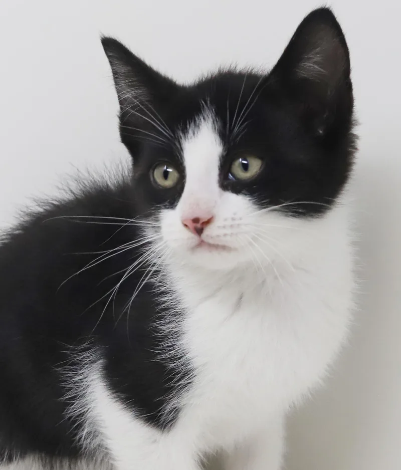 Eclair  She Is thumbnail 4