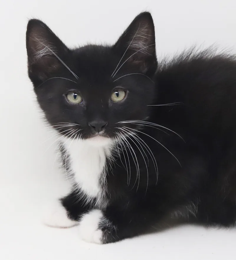 Chocochip!  He's A thumbnail 2