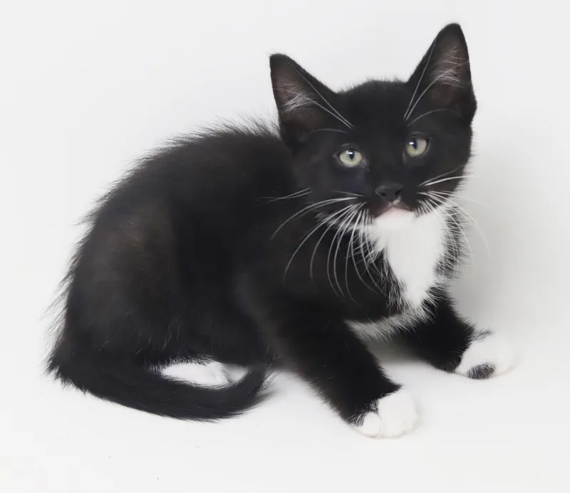 Chocochip!  He's A thumbnail 3