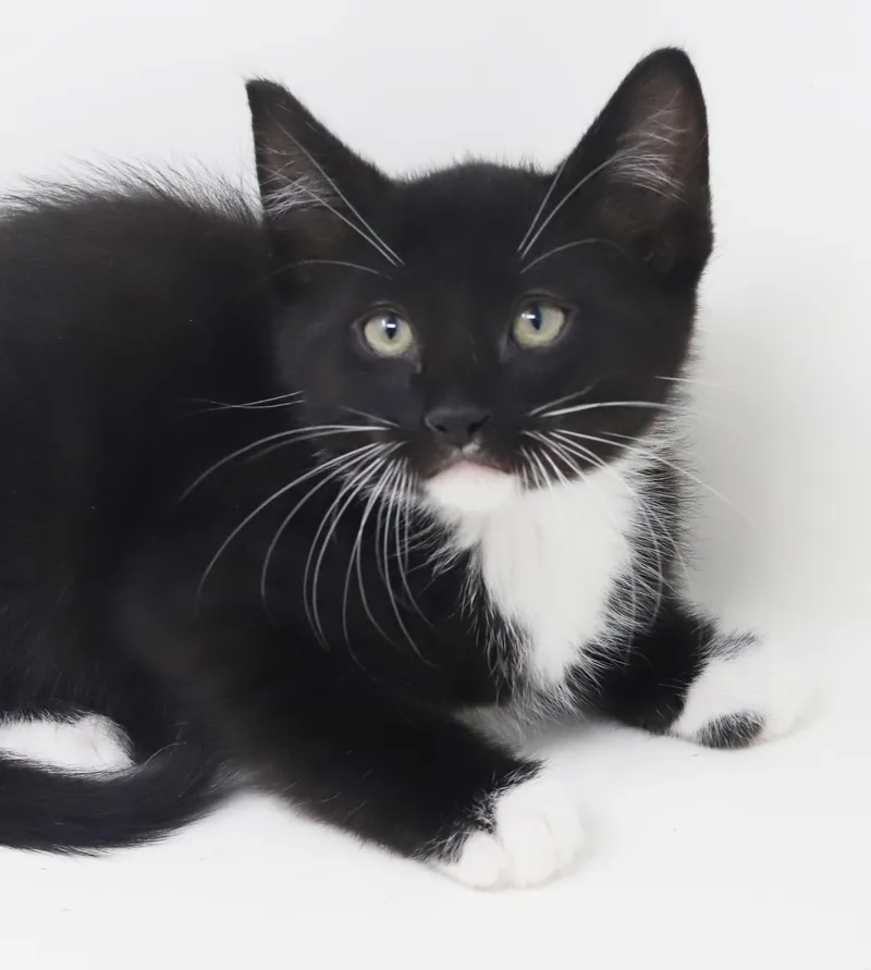 Chocochip!  He's A thumbnail 5