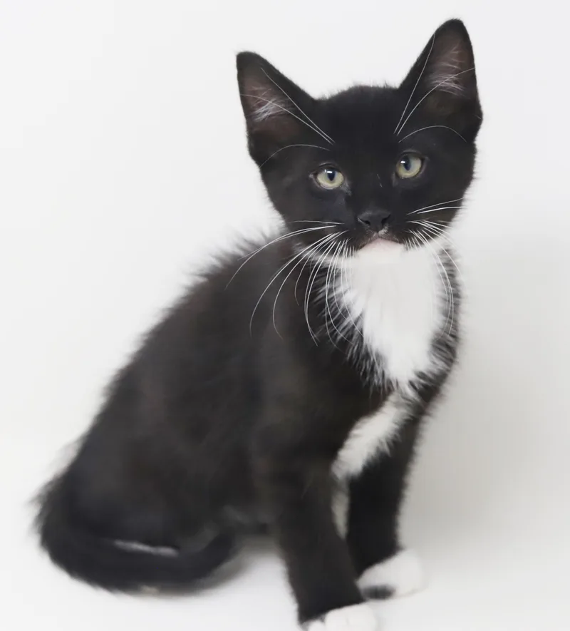 Chocochip!  He's A thumbnail 6