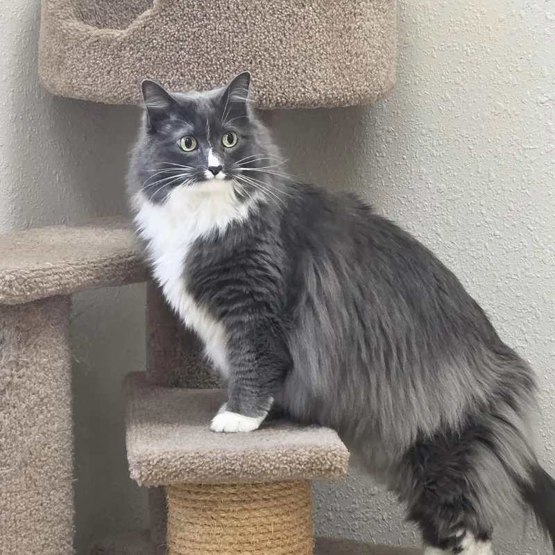 Khaleesi thumbnail 2