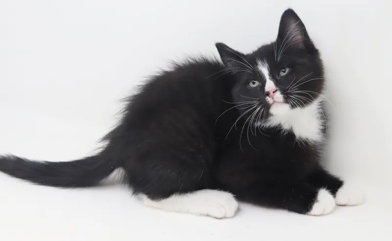 Moonpie Is A Mini thumbnail 2