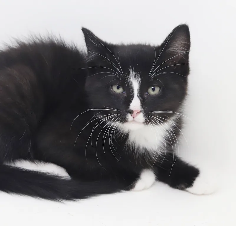 Moonpie Is A Mini thumbnail 3