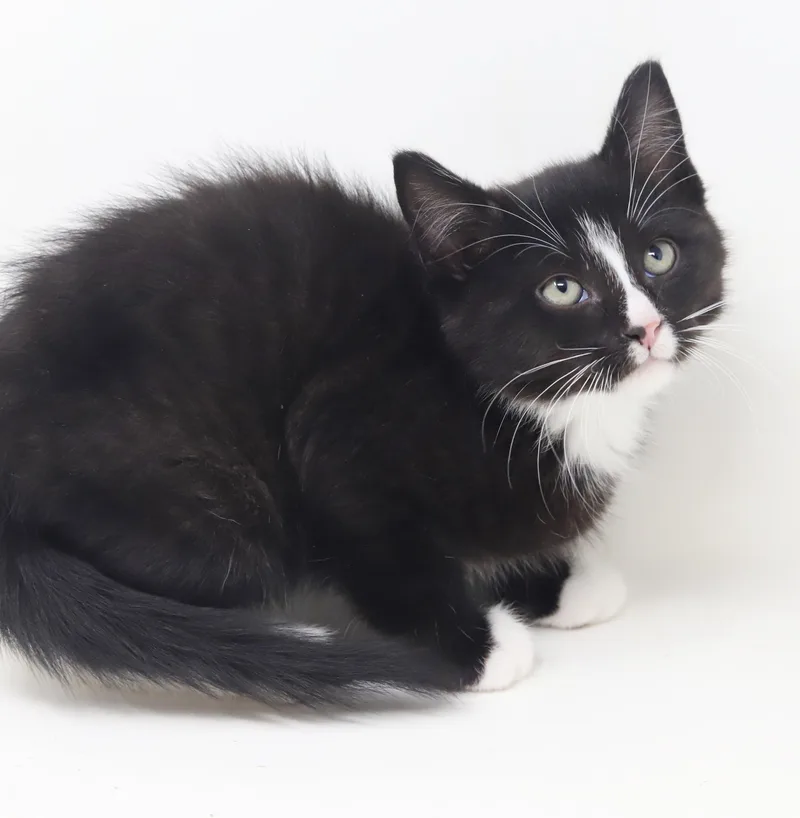 Moonpie Is A Mini thumbnail 6