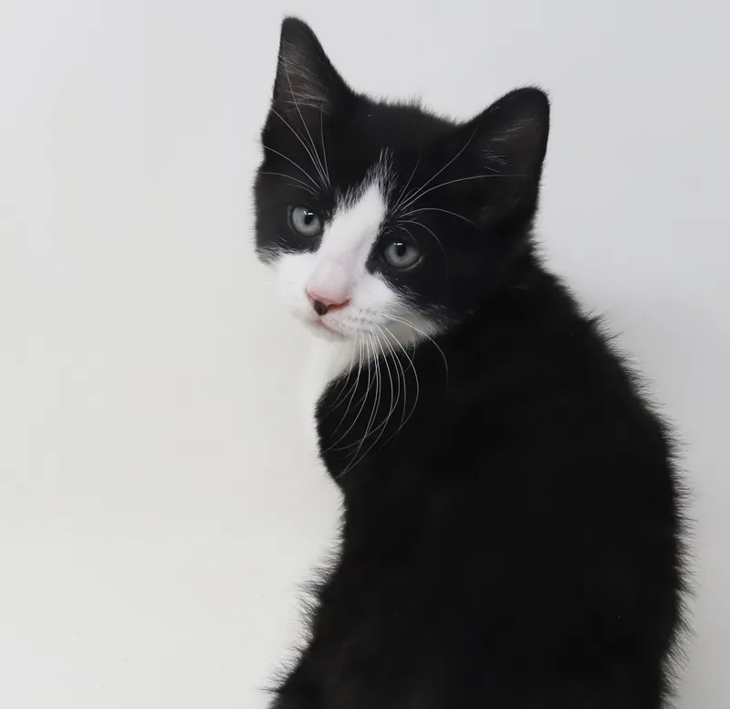 Yodel!  You Will thumbnail 2