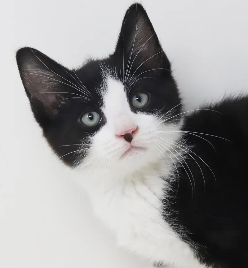 Yodel!  You Will thumbnail 3