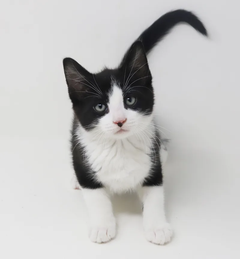 Yodel!  You Will thumbnail 4