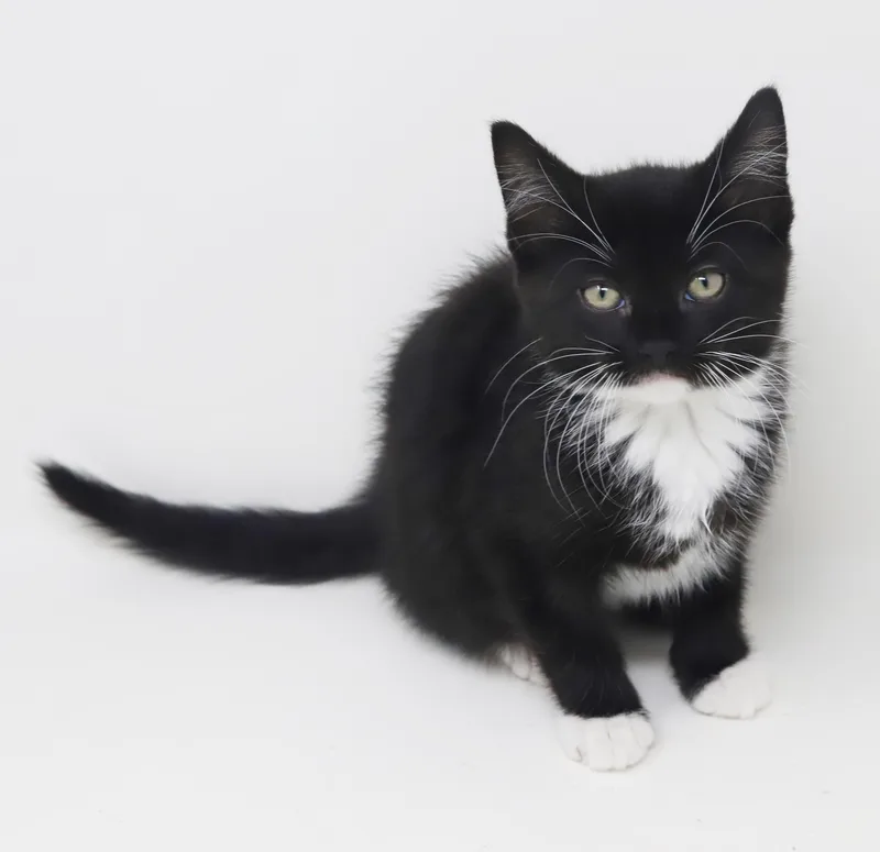 Twinkie Is Terrific Teeny thumbnail 3